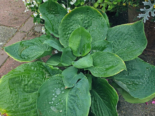 Hosta 'Gabber' Courtesy of the Hosta Library