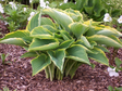 'Gabriel's Wing' Hosta Courtesy of Don Rawson