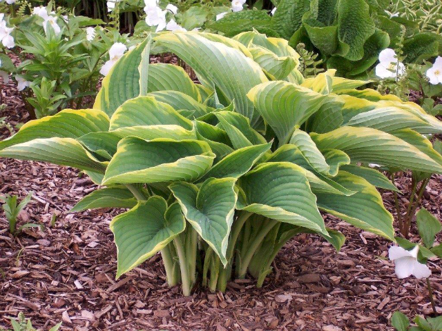 'Gabriel's Wing' Hosta Courtesy of Don Rawson