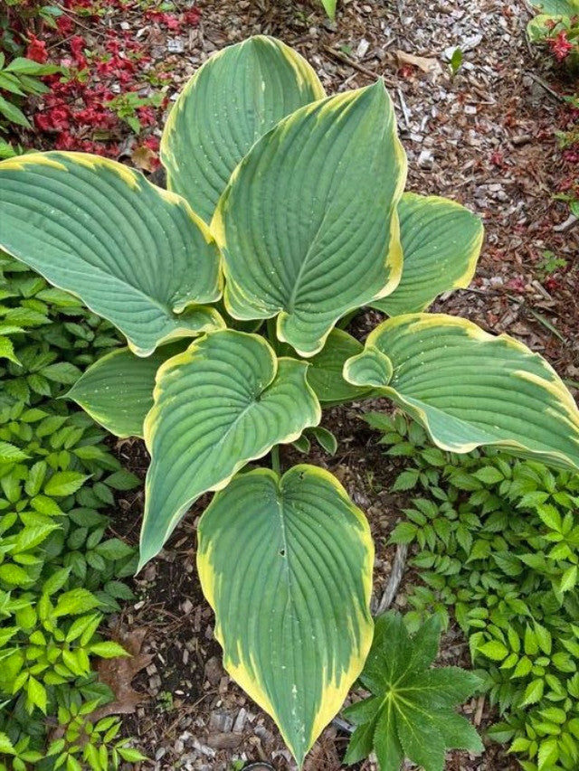 Hosta 'Gabriel's Wing' Courtesy of Sherri Brown