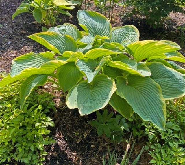 Hosta 'Gabriel's Wing' Courtesy of Sherri Brown