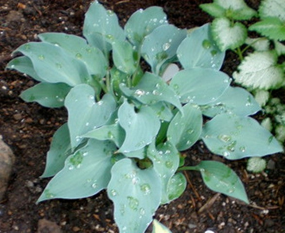 'Gemstone' Hosta