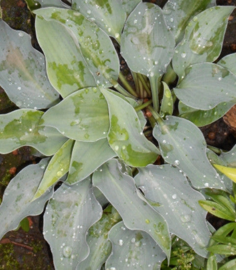 'Gemstone' Hosta