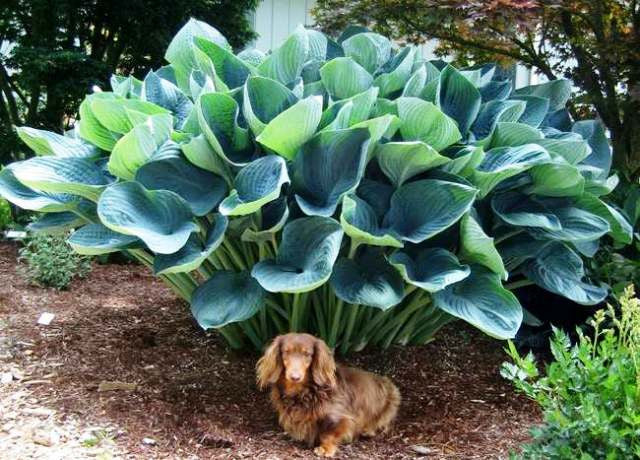 'Gentle Giant' Hosta Courtesy of Sebright Gardens