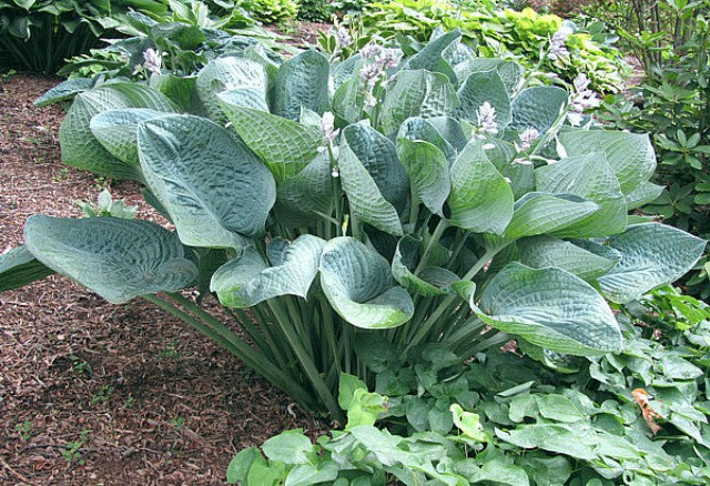 'Gentle Giant' Hosta Courtesy of Carol Brashear