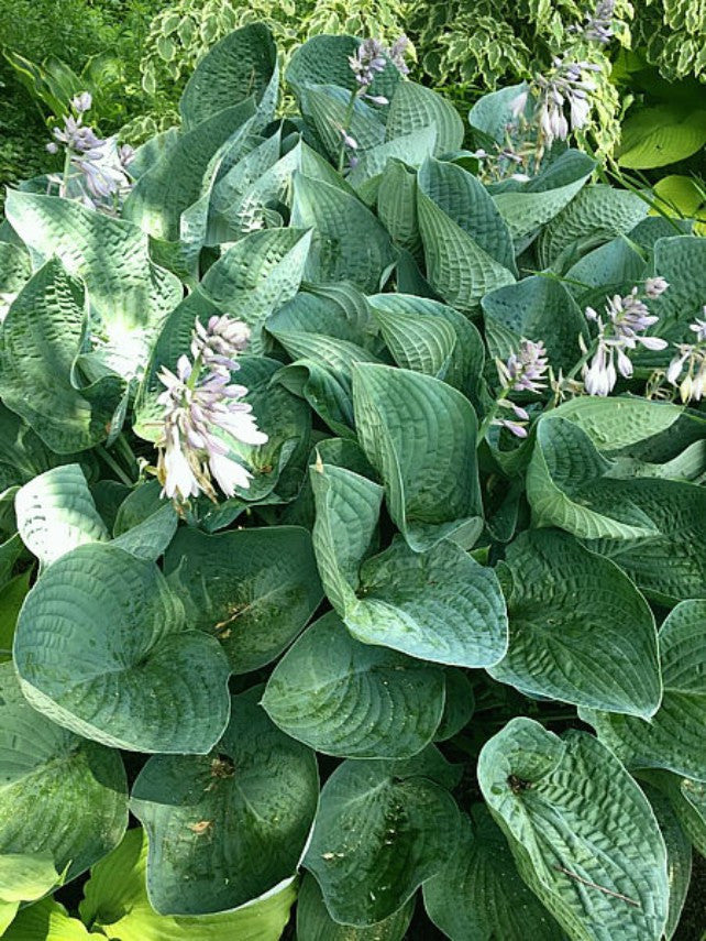 'Gentle Giant' Hosta Courtesy of NHH