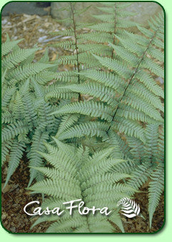 Ghost Fern Courtesy of Casa Flora