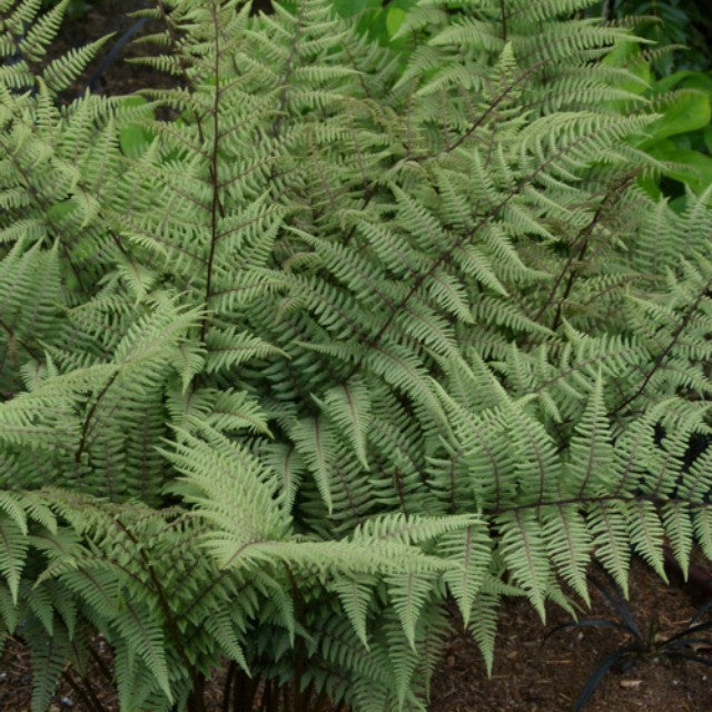 Ghost Fern Courtesy of Casa Flora