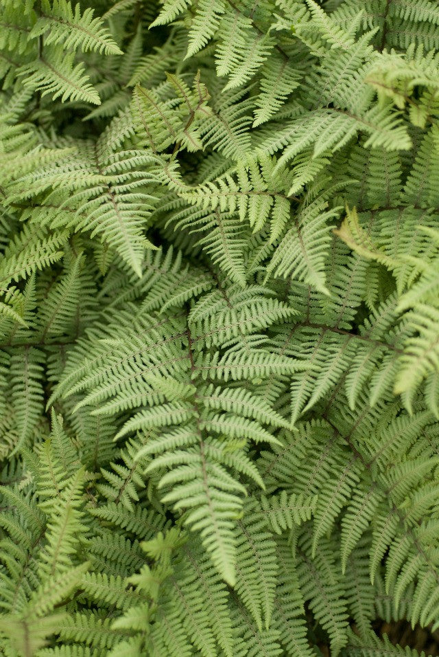 Ghost Fern Courtesy of Walters Gardens