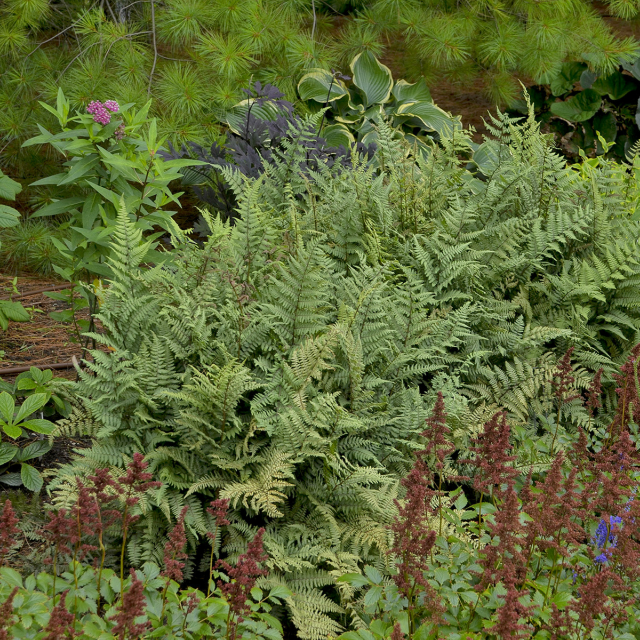 Ghost Fern Courtesy of Walters Gardens