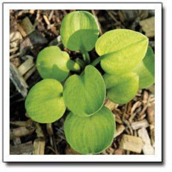 'Giantland Sunny Mouse Ears' Hosta Courtesy of Q&Z Nursery
