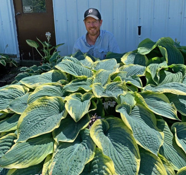 Hosta 'Gigantosuarus' Courtesy of Walters Gardens
