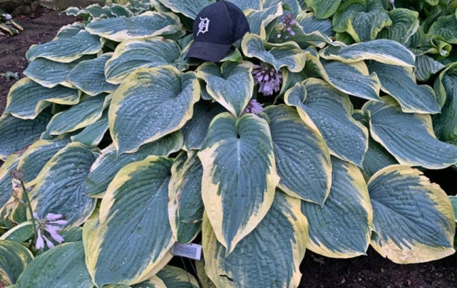 Hosta 'Gigantosuarus' Courtesy of Walters Gardens