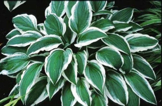 'Ginko Craig' Hosta
