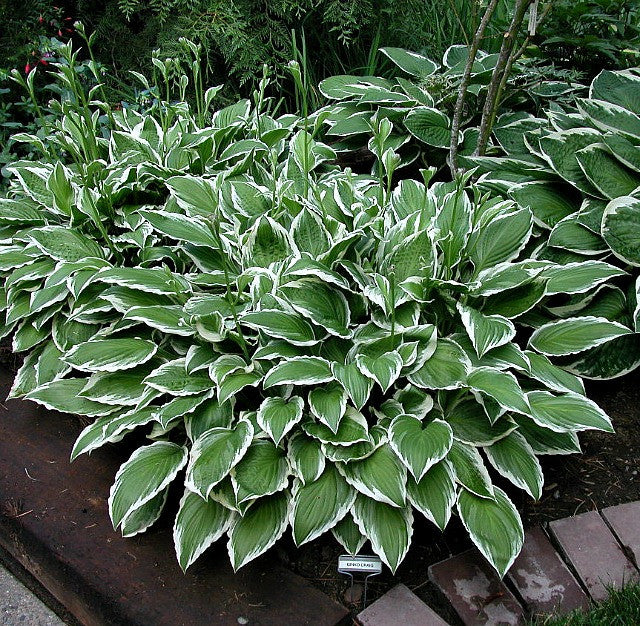 'Ginko Craig' Hosta Courtesy of Walters Gardens