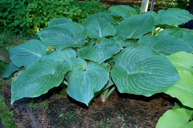 'Gitchigumi' Hosta Courtesy of Olga Petryszyn
