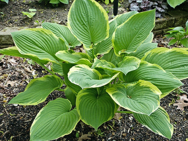 Hosta 'Glacial Towers' Courtesy of Gayle Hartley Alley and the Hosta Library