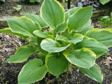 Hosta 'Glacial Towers' Courtesy of Gayle Hartley Alley and the Hosta Library