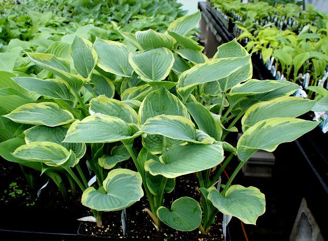 'Glacial Towers' Hosta From NH Hostas