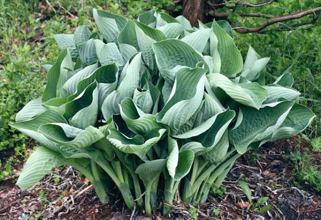 Hosta 'Glen Triumph' Courtesy of Victoria Serafin