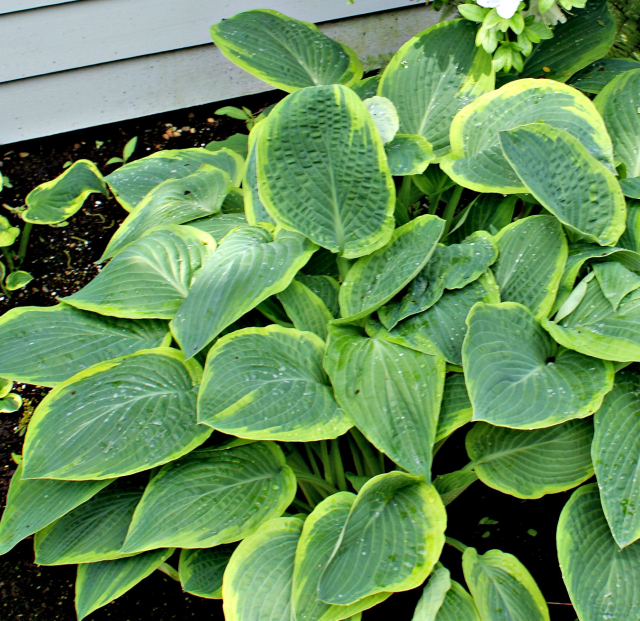 'Glory Hallelujah' Hosta From NH Hostas