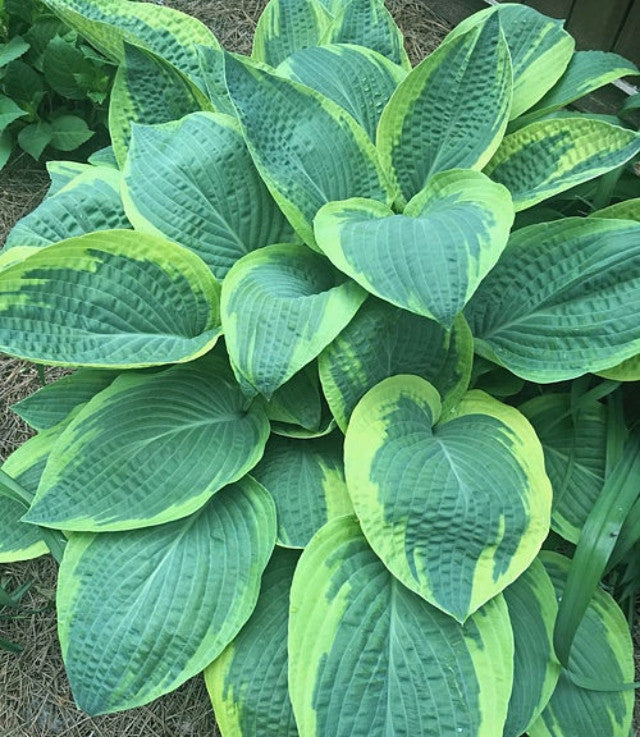 Hosta 'Glory Hallelujah' Courtesy of the Hosta Library