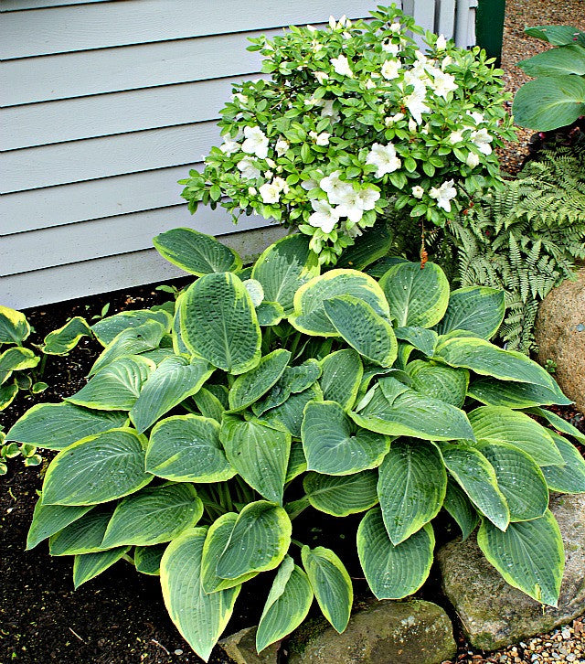 'Glory Hallelujah' Hosta From NH Hostas