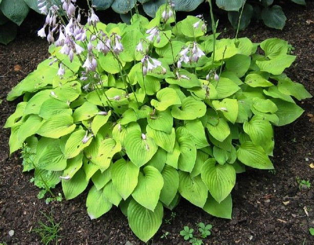 'Gold Edger' Hosta From NH Hostas