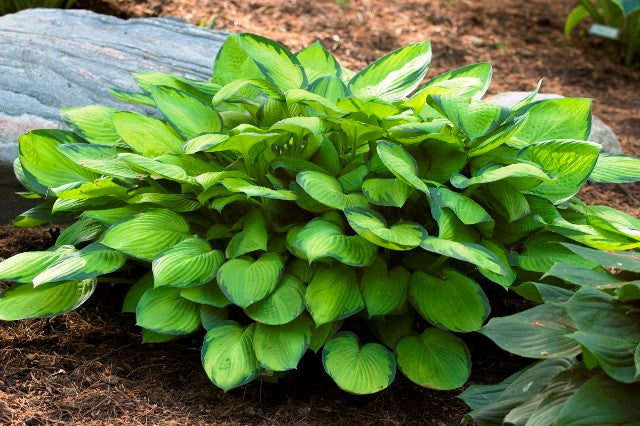 'Gold Standard' Hosta Courtesy of Walter's Gardens