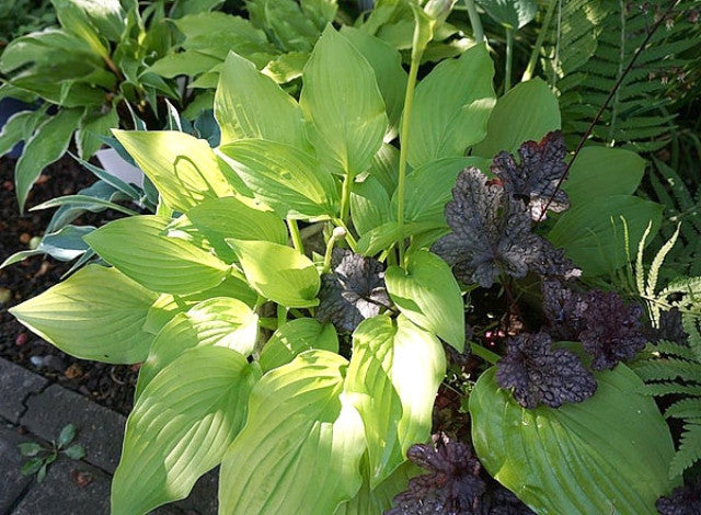 Hosta 'Gold Haze' Courtesy of the Hosta Library