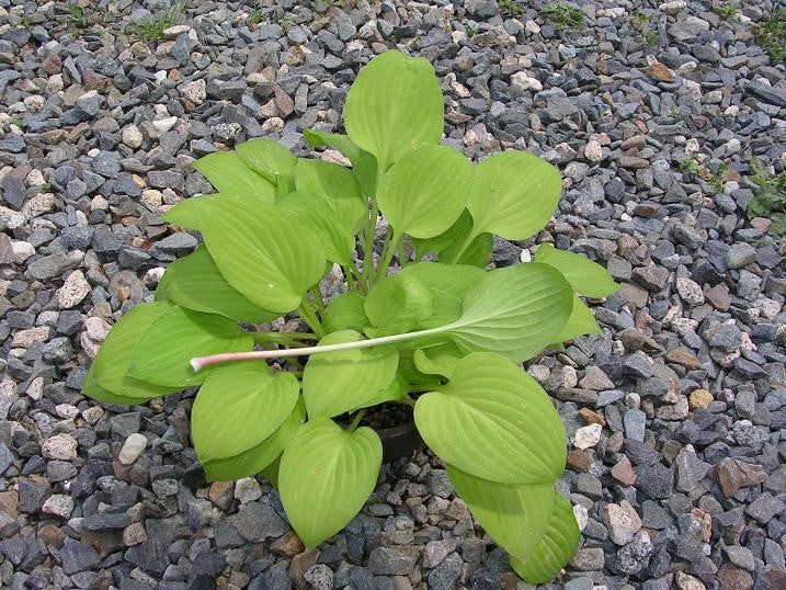 'Gold Edger' Hosta From NH Hostas