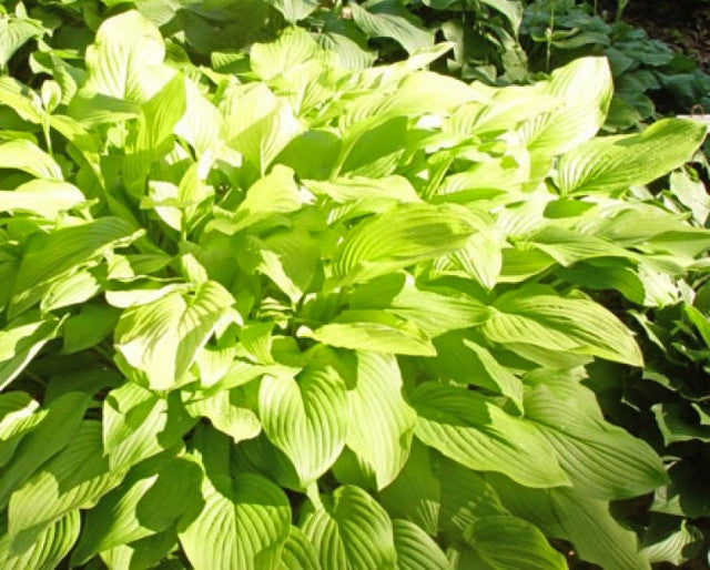 Hosta 'Gold Haze' Courtesy of Doug Beilstein