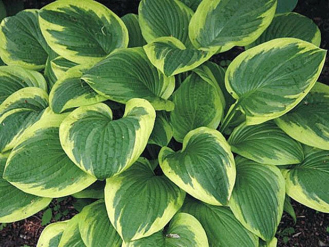 Hosta 'Goldbrook Gratis' Courtesy of the Hosta Library
