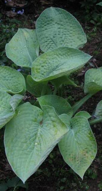 'Golden Medallion' Hosta