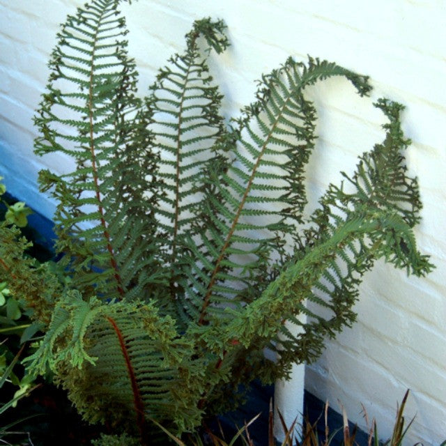 Cristata the King Male Fern