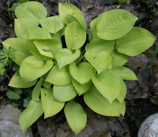 'Golden Scepter' Hosta From NH Hostas