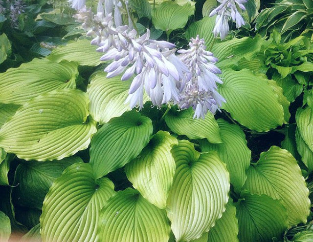 Hosta 'Golden Falls' Courtesy of Doug Ruff and the Hosta Library