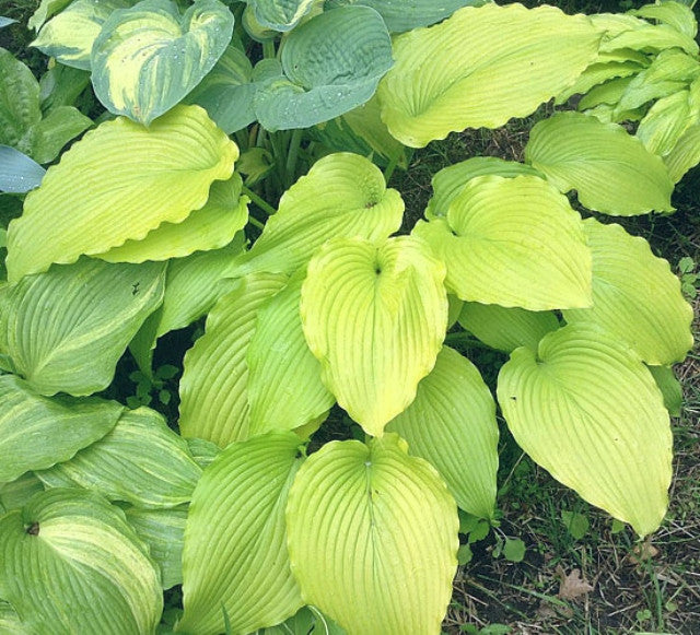 Hosta 'Golden Falls' Courtesy of Doug Ruff and the Hosta Library