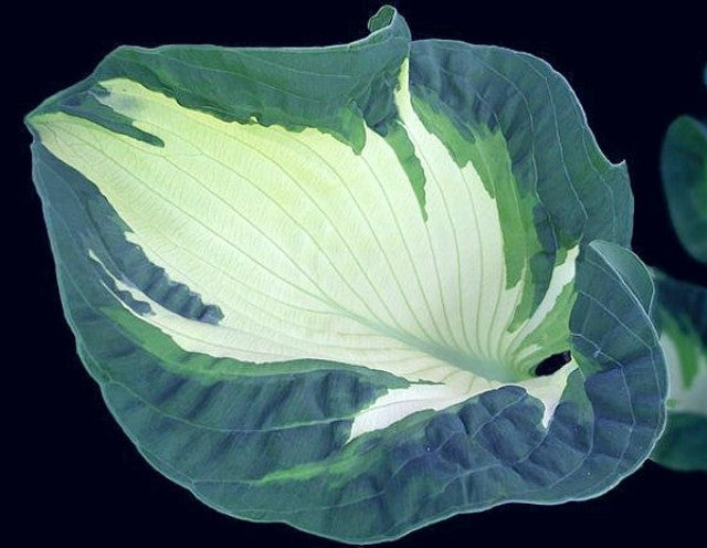 'Golden Meadows' Hosta Courtesy of Carol Brashear