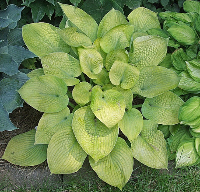 Hosta 'Gold Medallion' Courtesy of the Hosta Library