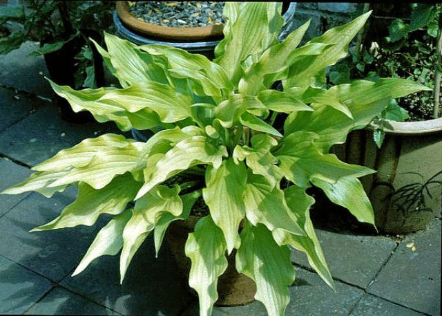 Hosta 'Golden Oriole' Courtesy of Tim Saville and the Hosta Library