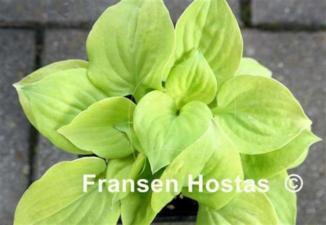 Hosta 'Golden Eye' Courtesy of Fransen Hostas