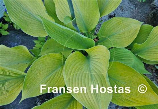 Hosta 'Golden Sir Prize' Courtesy of Fransen Hostas