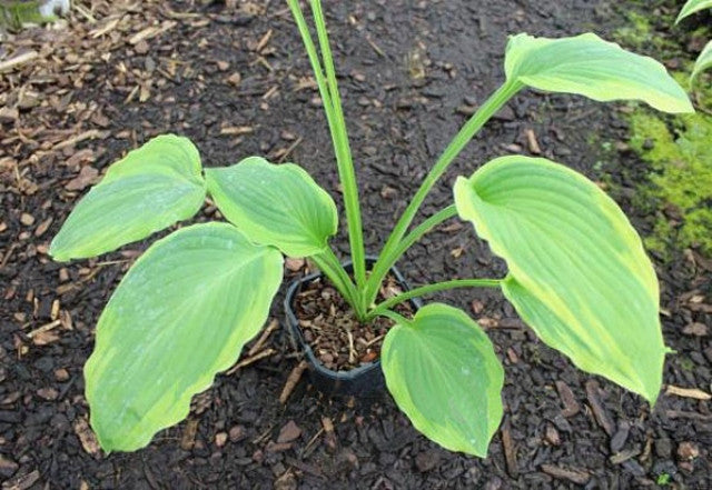 Hosta 'Goldring' Courtesy of the Hosta Library