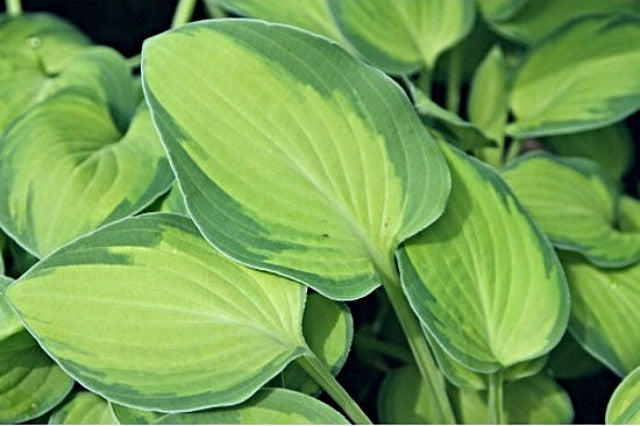 Hosta 'Goldrush' Courtesy of Ian Scroggy and the Hosta Library