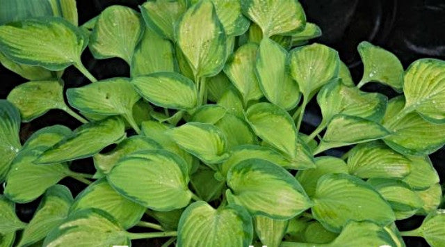 Hosta 'Goldrush' Courtesy of Fransen Hostas and the Hosta Library