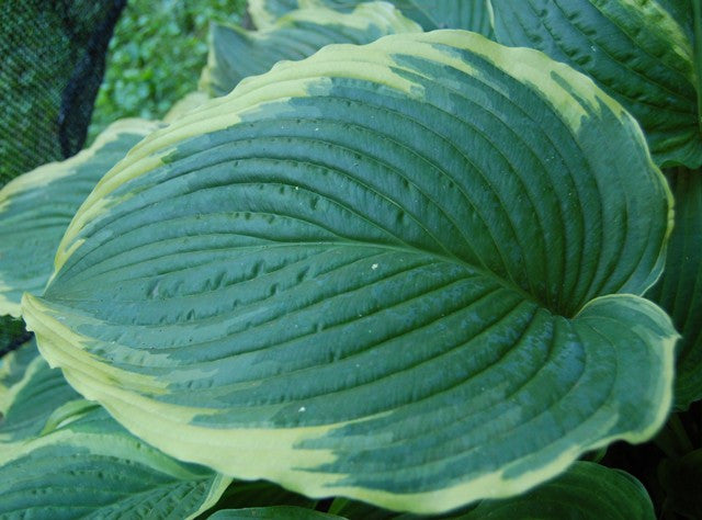 'Gone With the Wind' Hosta Courtesy of Olga Petryszyn