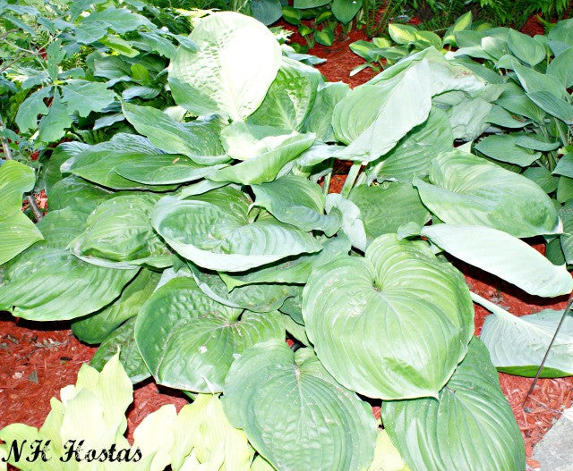 'Grand Total' Hosta From NH Hostas