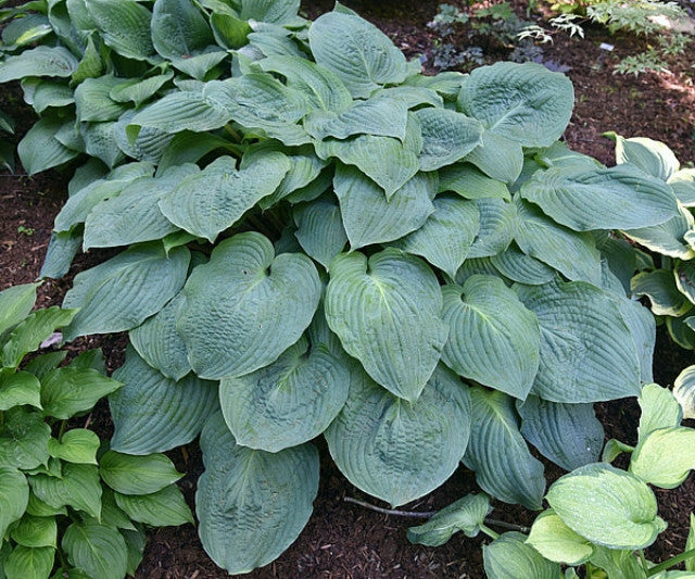 Hosta 'Grand Rapids' Courtesy of Bert Malkus and the Hosta Library