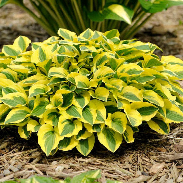 'Grand Prize' Hosta Courtesy of Walters Gardens